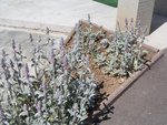 100_3095.JPG