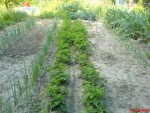 raie de droite premier plant