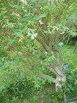 Photo 155b.JPG