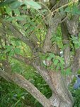 Photo 158B.JPG