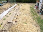 Haricots, salades, courgettes.JPG