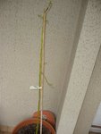 plante4.JPG