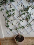 plante8.JPG