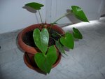 plante2.JPG