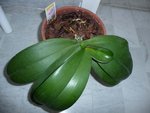 plante3.JPG
