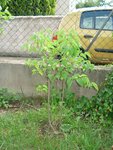 DSC05893.JPG