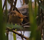 DSC_3338.jpg
