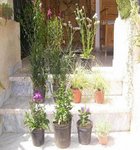Copie de nelles plantes.jpg