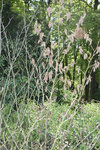 jardin.org.jpg