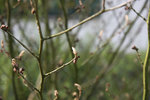 jardin.org1.jpg