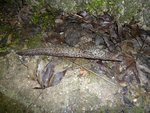 limace tigrée 10-15cm.jpg
