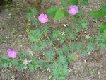geranium.jpg