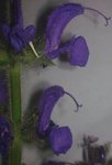 La forme des fleurs