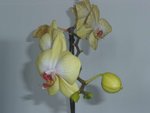 orchidee.JPG