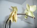 orchidee2.JPG