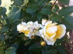 Rosier 001a.jpg