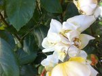 Rosier 004a.jpg