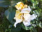 Rosier 003a.jpg