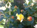 Rosier 002a.jpg