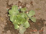 coleus canina X.jpg