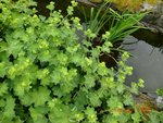 2011-05-15 pluie sur bassin X.jpg