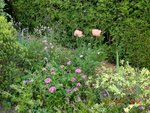 2011-05-15 Bd  symphonie rose X.jpg