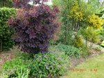 2011-05-15 Ad cotinus X.jpg