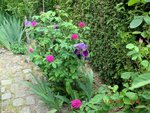 2011-05-15 pignon X.jpg