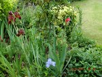 2011-05-14 Bg iris X.jpg