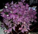 oxalis_regnellii.jpg