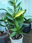 dendrobium nobile