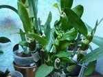 dendrobium nobile de près