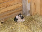 IMG_2636.JPG