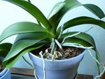 rempotage effectué dans pot 15cm mais racines qui dépassent de partout !