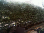 IMG00456-20110515-2005.jpg
