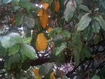IMG00451-20110515-2003.jpg