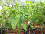DSCF1131.JPG