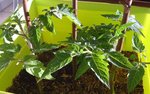 Plant de tomates.jpg