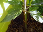 Plant n°1.jpg