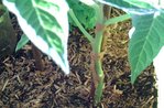 Plant n°2.jpg