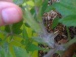 Bourgeons plant n°1.JPG