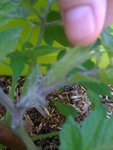 Bourgeons plant n°2.JPG