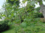 DSC03513.JPG