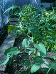 summer cider apricot.jpg