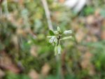 Le sommet de la même plante, avec fleurs ouvertes