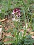 Orchis ustulata?