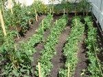 Je me suis mit au jardin de curé, avantage: presque pas de désherbage et pas de mal de dos...