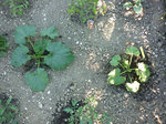 Le plant de gauche pousse très bien pour l instant alors qu'à droite il reste petit et la couleur est verte légèrement jaune