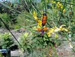 fausses coccinelles ???