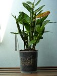 Mon dendro rempoté